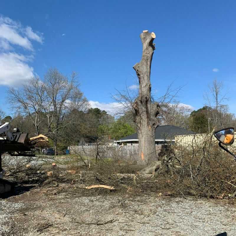 Top Rated Tree Cutting Services in Zebulon, NC