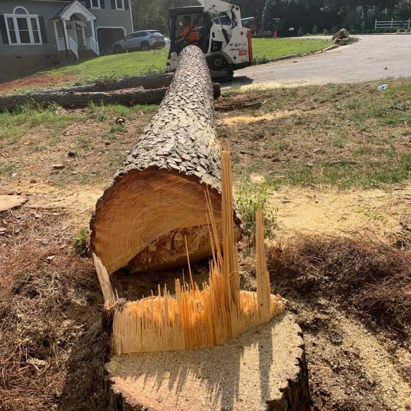 Top Notch Tree Removal Services in Zebulon, NC