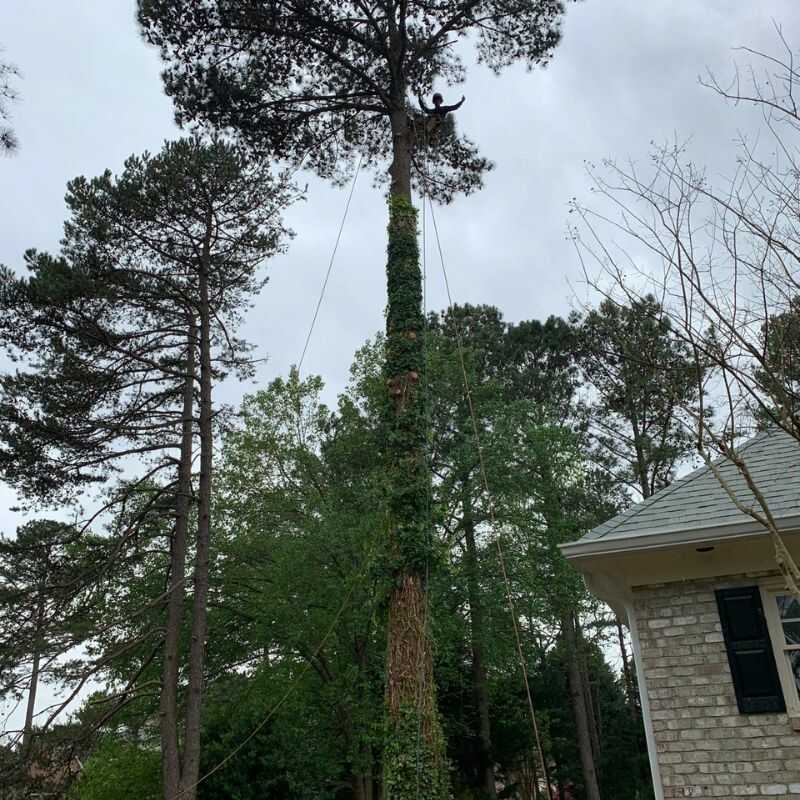 The Best Tree Trimming Services in Zebulon, NC