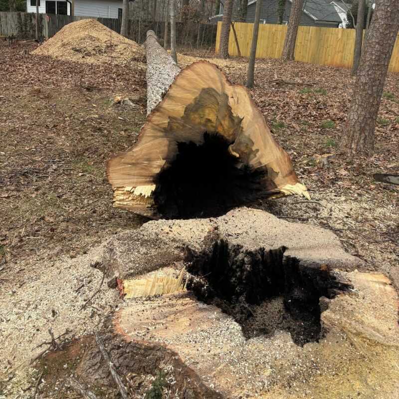 Top Notch Tree Removal Services in Zebulon, NC