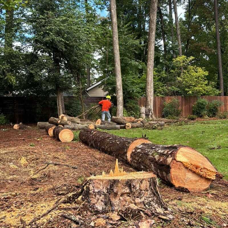 Top Notch Tree Removal Services in Zebulon, NC