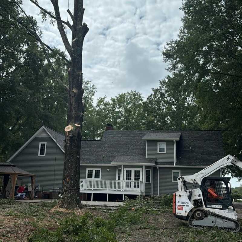 Top Rated Tree Cutting Services in Zebulon, NC
