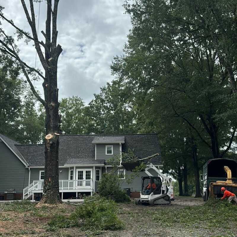 Top Rated Tree Cutting Services in Zebulon, NC