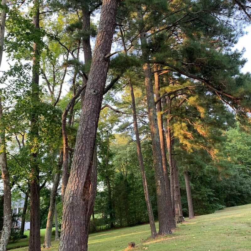 About Us – Top Notch Tree Services in Zebulon, NC