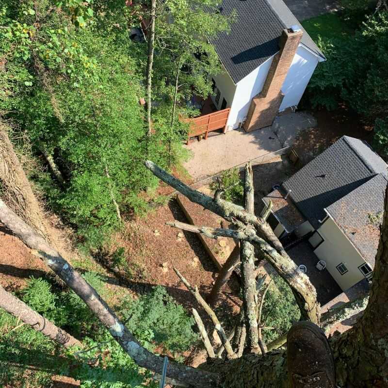 The Best Tree Trimming Services in Zebulon, NC