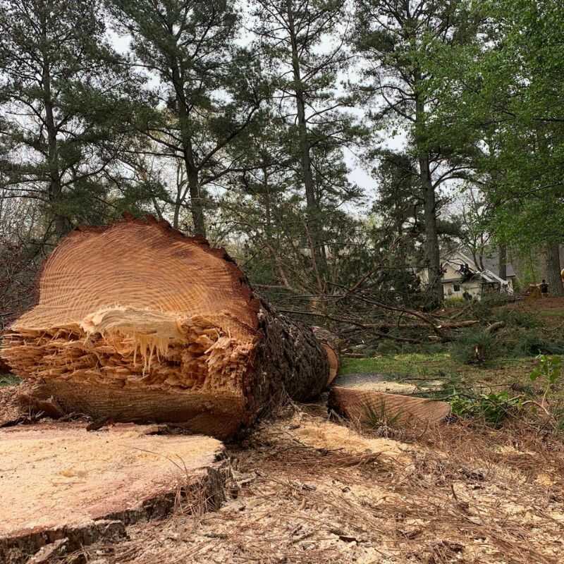 Top Notch Tree Removal Services in Zebulon, NC