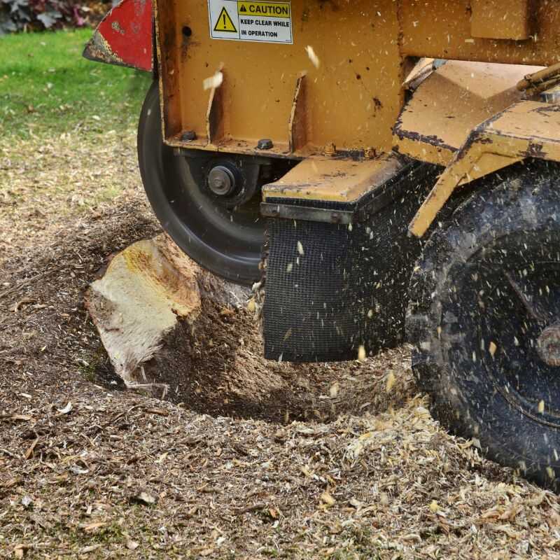 Top Quality Stump Grinding Services in Zebulon, NC