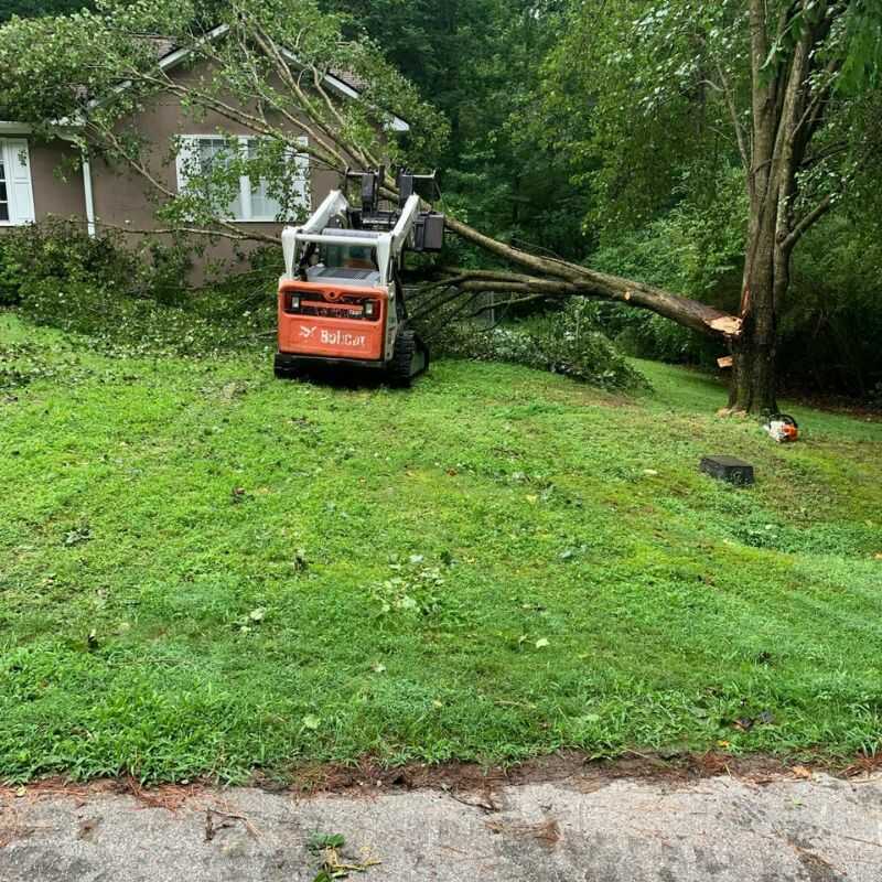 Top Notch Tree Removal Services in Zebulon, NC