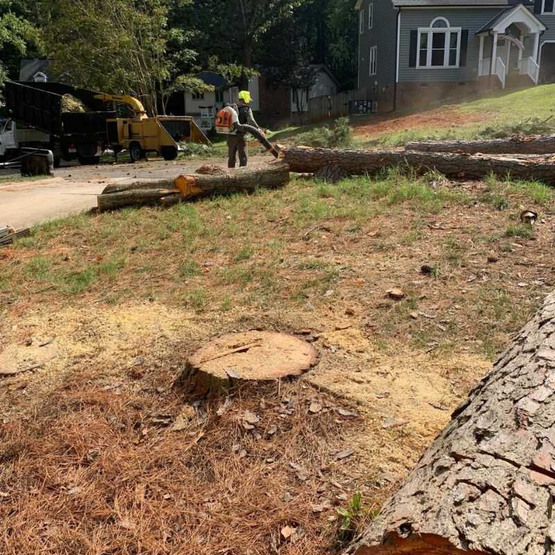 Top Notch Tree Removal Services in Zebulon, NC